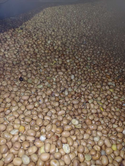 Bobik Bobas czyszczony