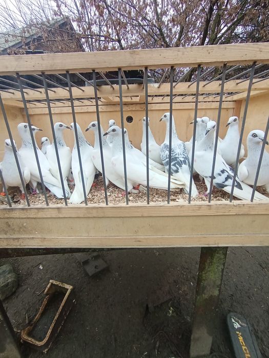 Jasne wyloty i z białym