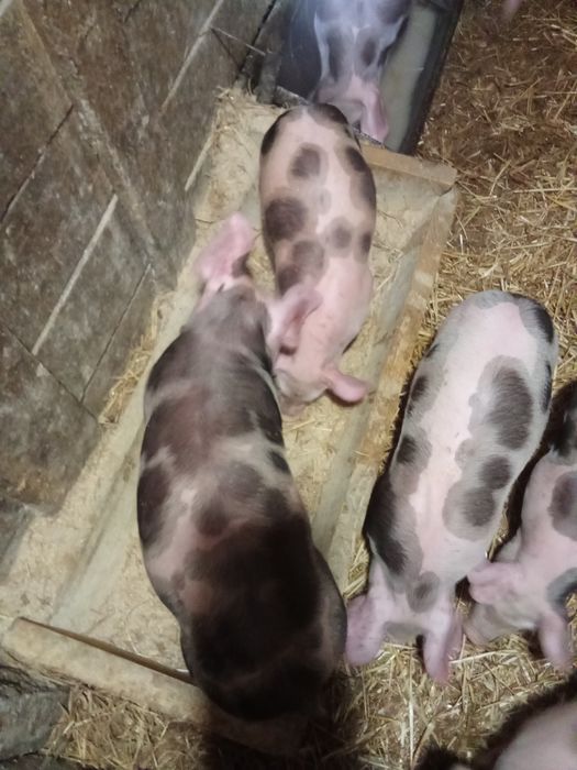 Продам поросят дюрок,