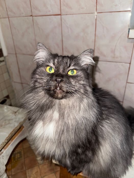 Шукаю добрих господарів для своєї киці