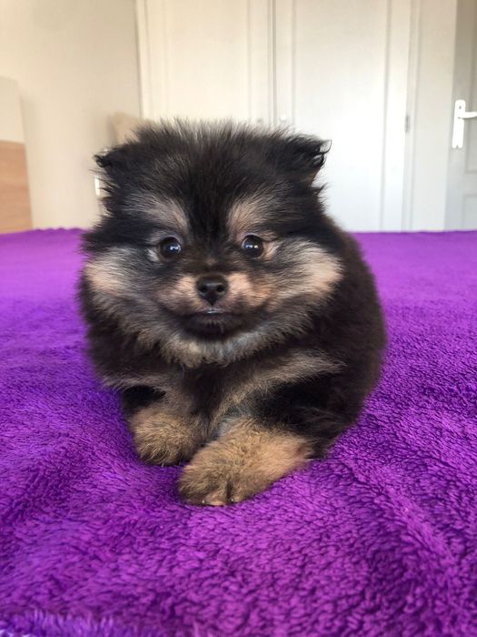 Lulu da Pomerânia Macho Mini