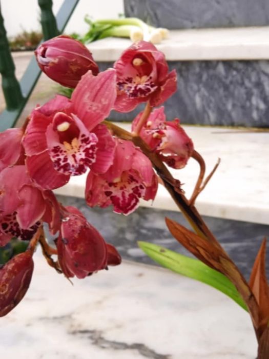 Vendo orquídeas várias cores