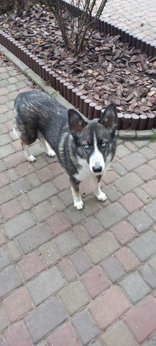 Собака , безкоштовна,  прилаштування