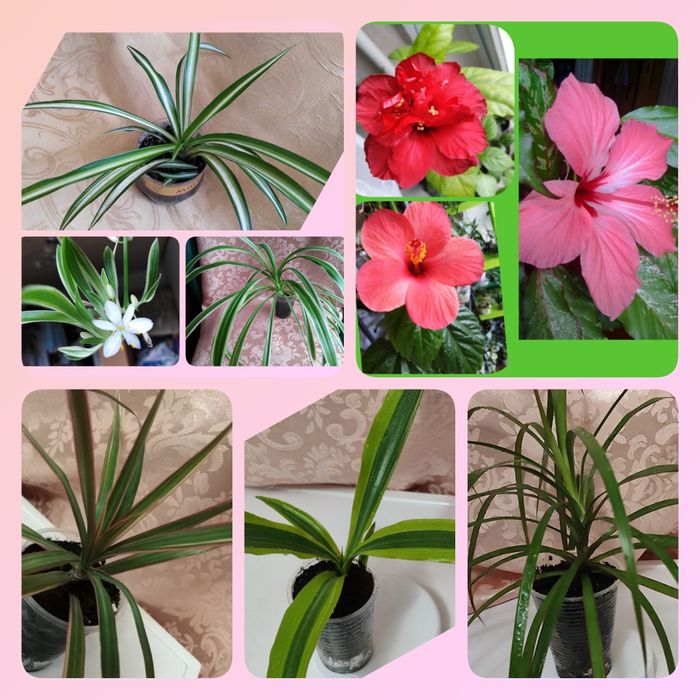 Хлорофитумы  гибискусы  драцены кислицы оксалисы клеродендрум Томпсона