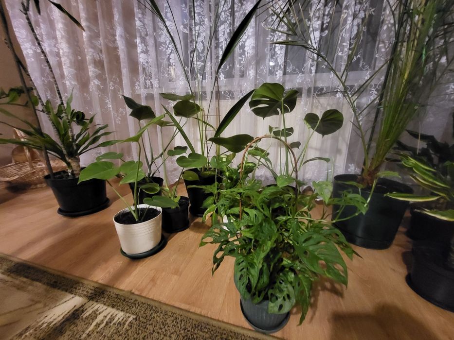 Sprzedam monstera dracena  Palma Szaflara aloes clusia fikus