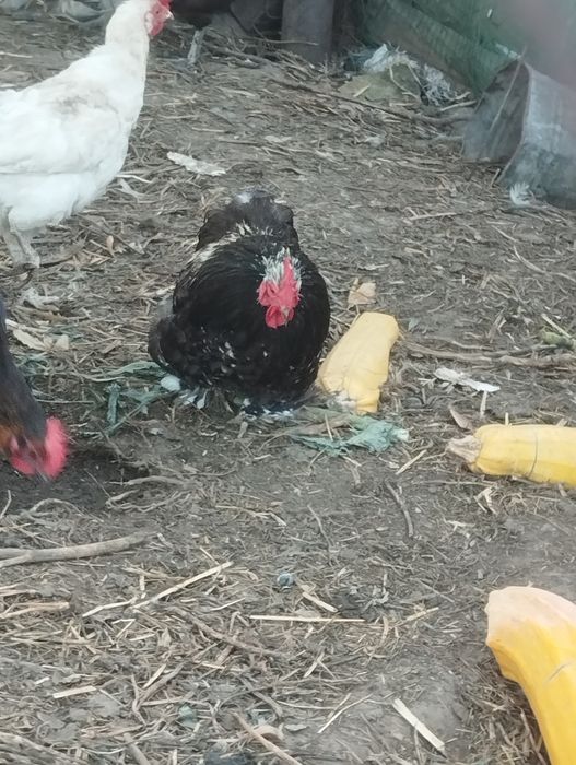 Продам питухів .