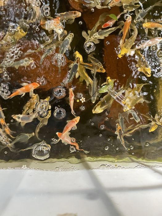Carpas koi 7-15cm