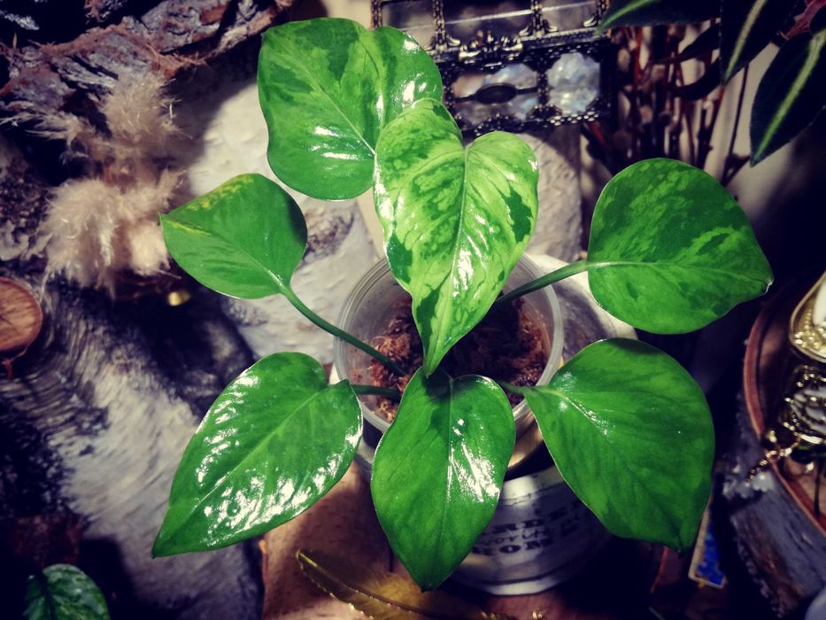 Epipremnum Pinnatum Victory Variegata albo monstera philodendron