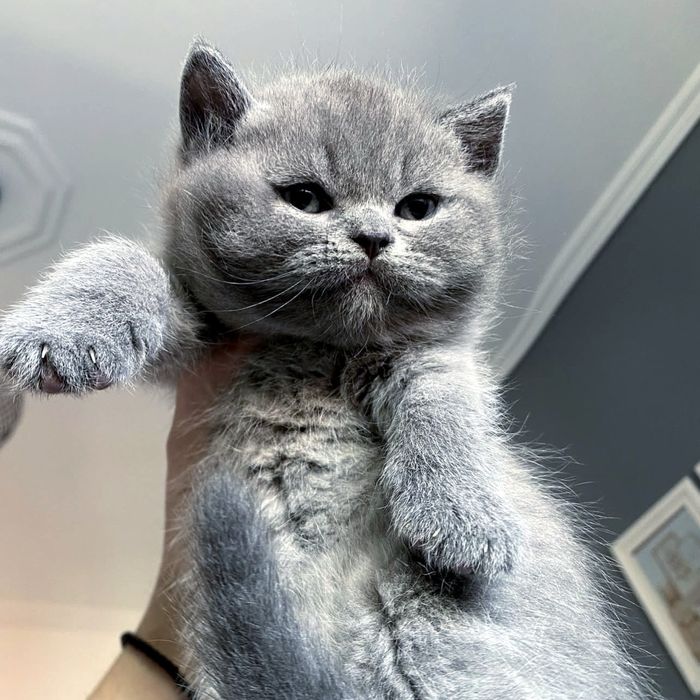 Короткошерстні ведмедики