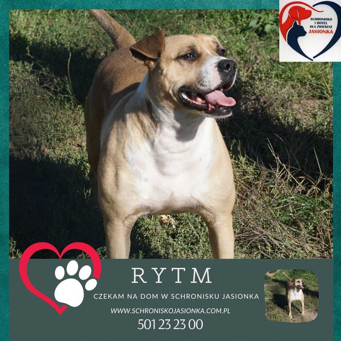 Amstaff Rytm szuka domu -schronisko Jasionka-aktualne