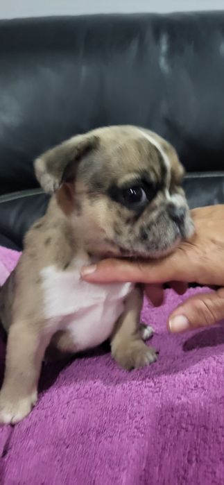 Bulldog francês meiginho