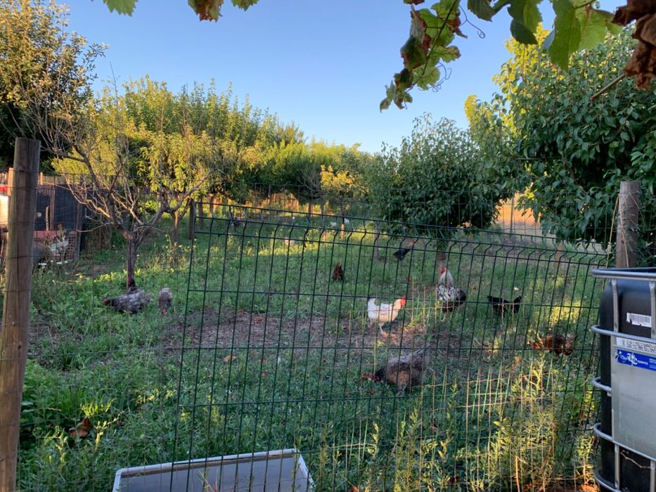 Vende-se ovos do campo