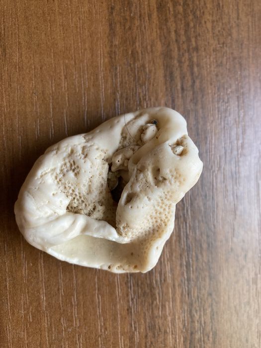 Ракушки морские в аквариум