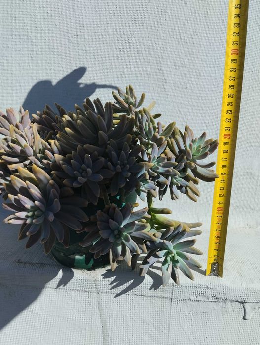 Planta suculenta.