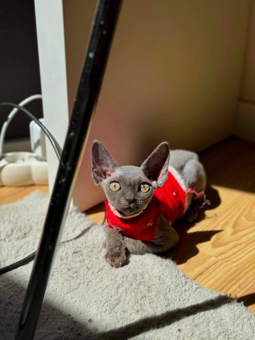 Devon Rex kotka z rodowodem FPL