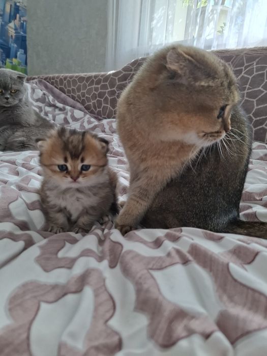 Кошеня золота шиншилла Бронювання