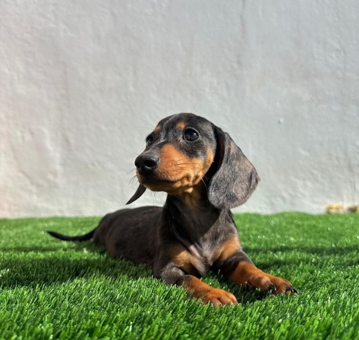 Daschund Kaninchen Arlequim Blue o mais pequeno de todos os Teckel