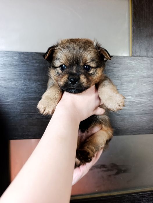 Щенки чихуахуа и пикинеса