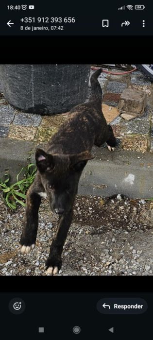 Black para adoção muito responsável
