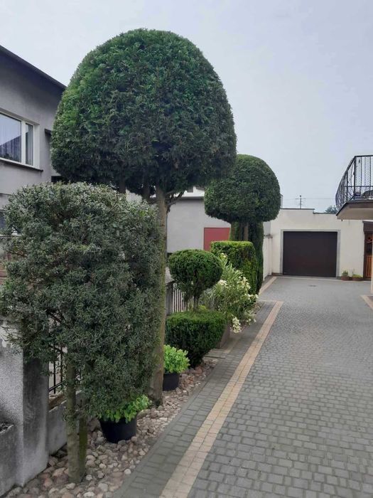 Usługi ogrodnicze i porządkowe