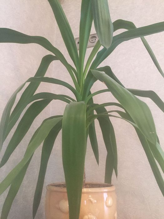 Кімнатний вазон юка (домашнє вирощування)