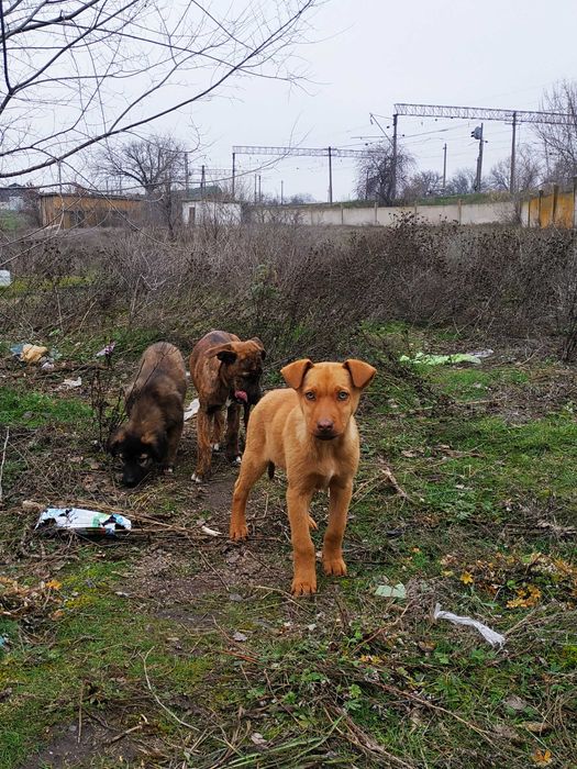 Отдам щенков ,есть девочки и мальчики!