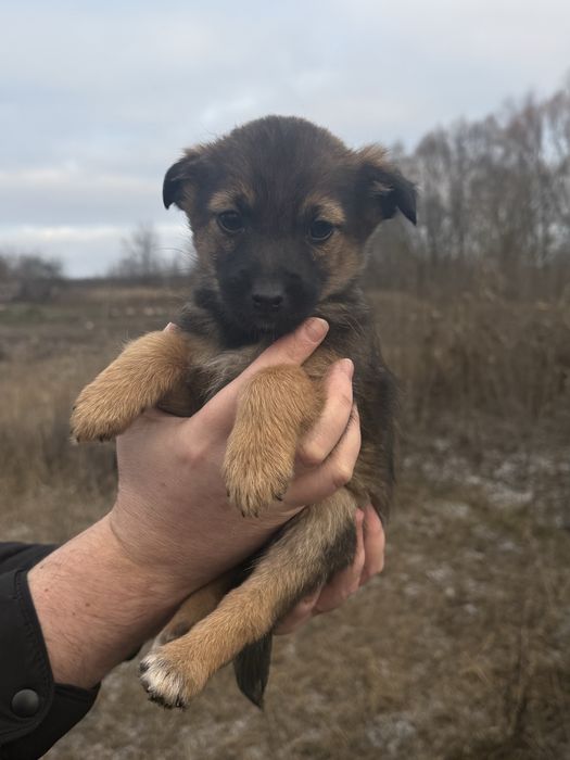 Маленькі собачки шукають велику любов!