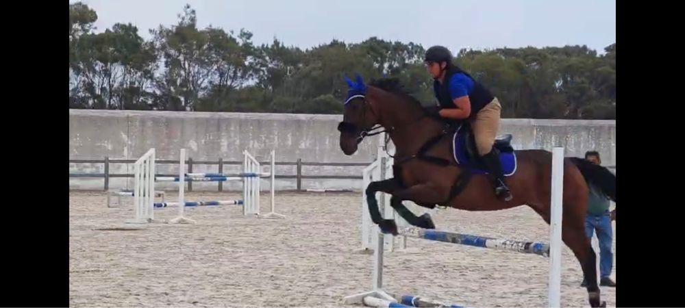 Cavalo trotador frances puro