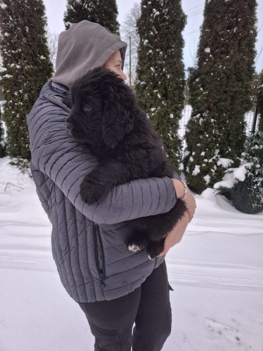 Golden Mountain Dog Piesek 9Tygodni !Golden Retriever +Berneński Pies