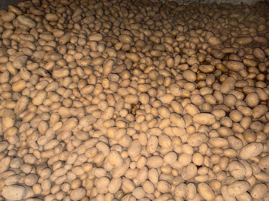 Ziemniaki jadalne królowa Anna