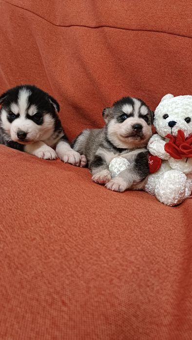 Сибірський хаскі!