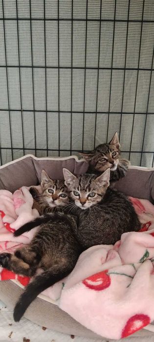 Gatos bebes para adoção