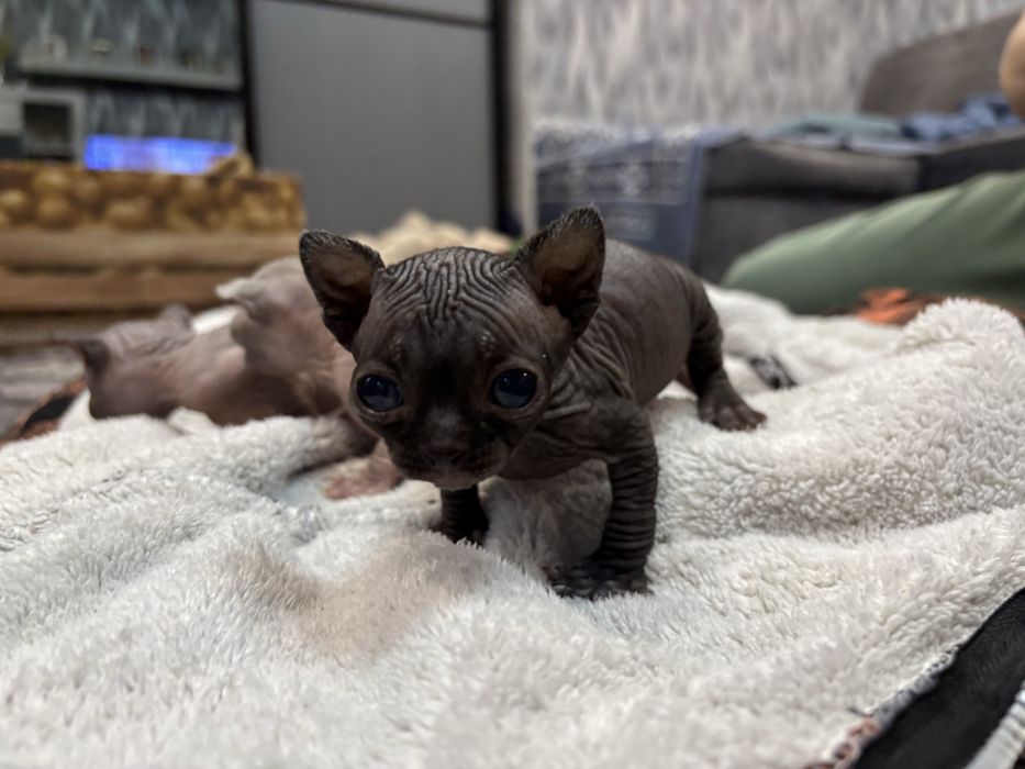 Канадский сфинкс