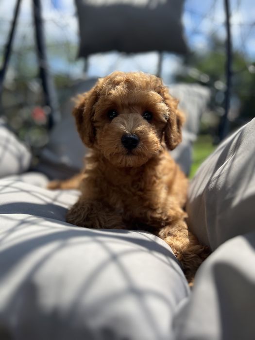 Maltipoo /pudelek/ red chłopak