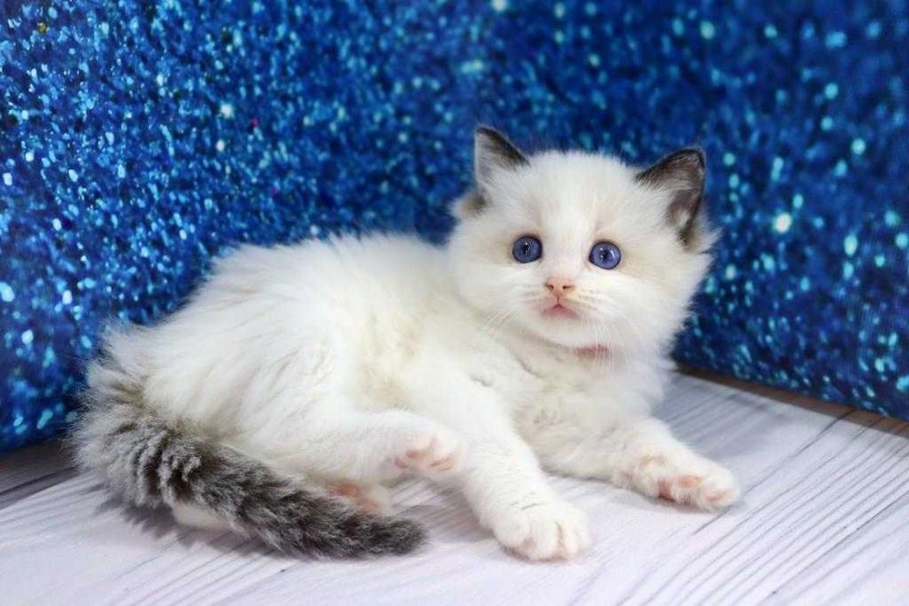 Хлопчик лагідний, красивий з яскравими очима-Ragdoll порода
