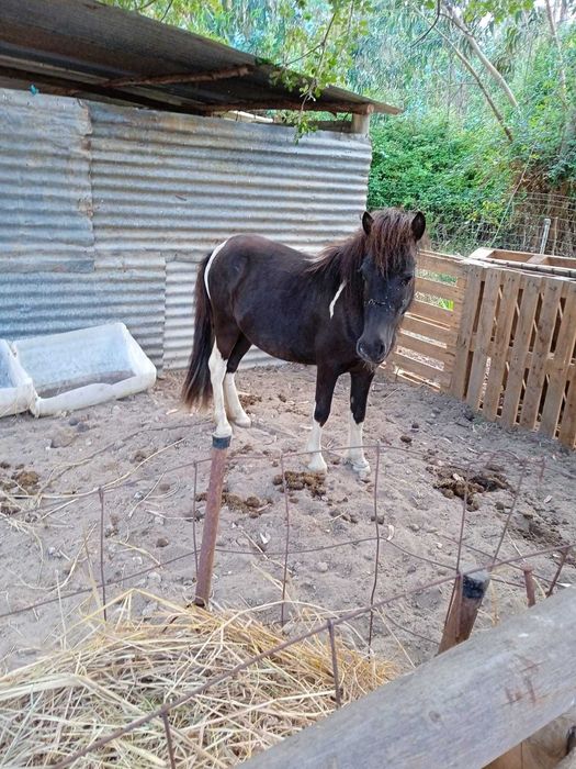 Vendo pónei malhado