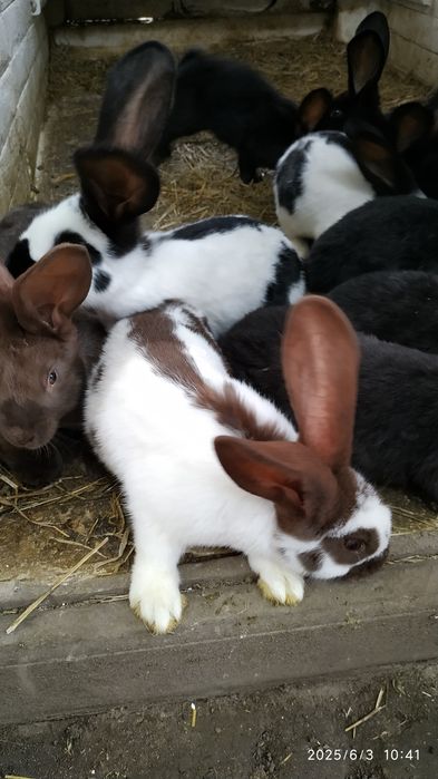 Продам кролики.Обмін на сіно,солому,зерно.