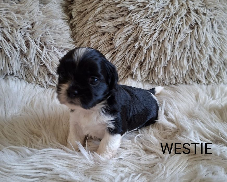 Piesek shih tzu z genem czekoladowym  WESTIE