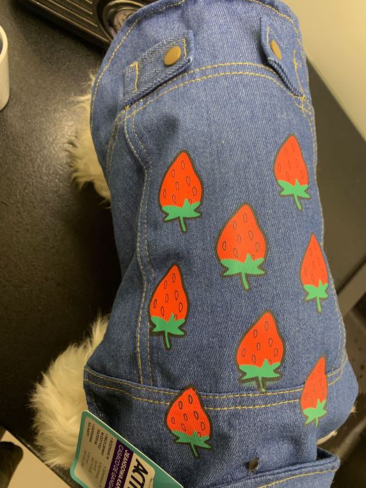 Kamizelka jeansowa jeans w truskawki dla psa Maltańczyk Nowa