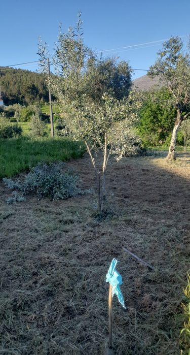 Serviços  de jardinagem limpeza de terrenos,  bricolage pinturas  l