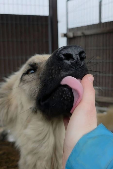 Piękna ,niespotykana ,szuka domu.