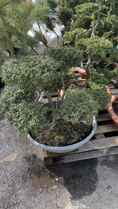 Bonsai jałowiec/cis/ostrokrzew/sosna / drzewa formowane / niwaki / bonsai niskie ceny / dostawa /