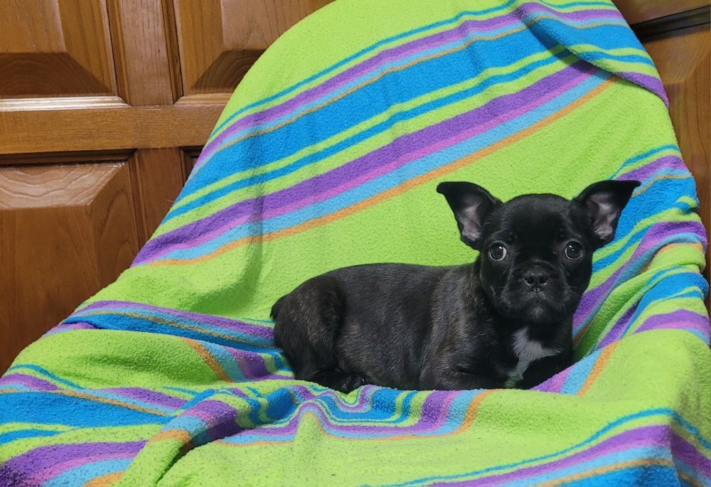 Bulldog francês preto
