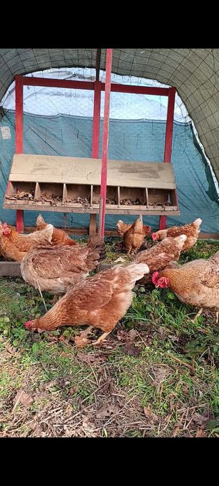 Ovos Biológicos Frescos – Produção em Pasto