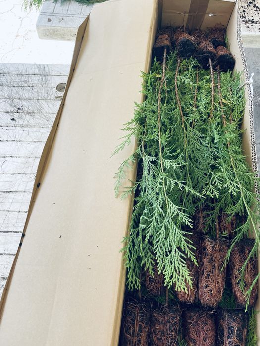 Cedros em cuvete 50cm