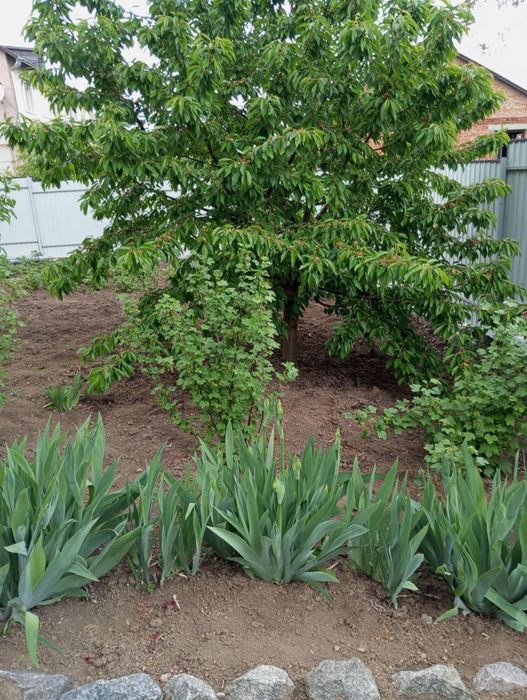 Продається квартира(частина будинку)смт.Кирнасівка,Вінницька область.