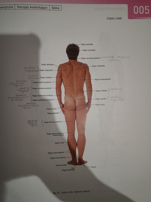 Sobotta Atlas Anatomii