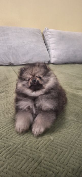 SPITZ  (lulu de pomerania)