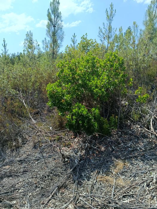 Terreno florestal 11.000 mts