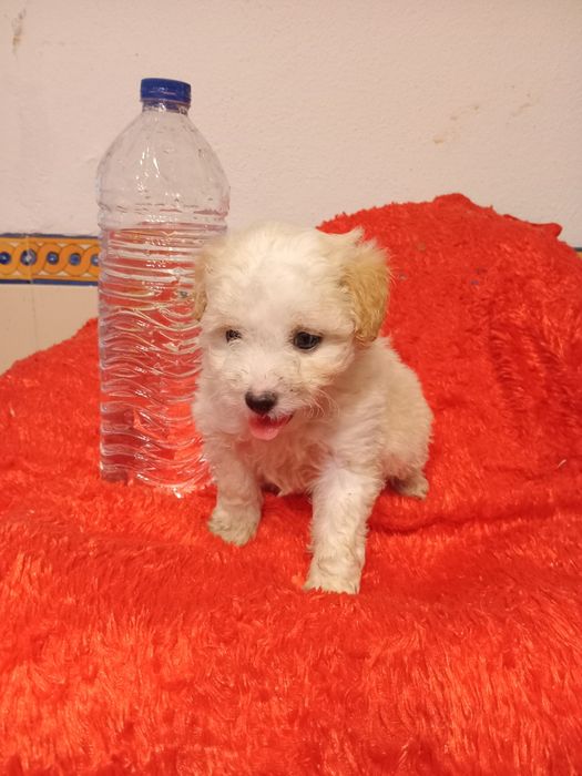 Magnífico macho caniche toy